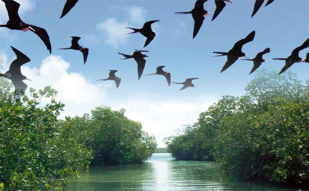Parque Nacional del Este: Fauna y Flora en un Edén Natural Dominicano.