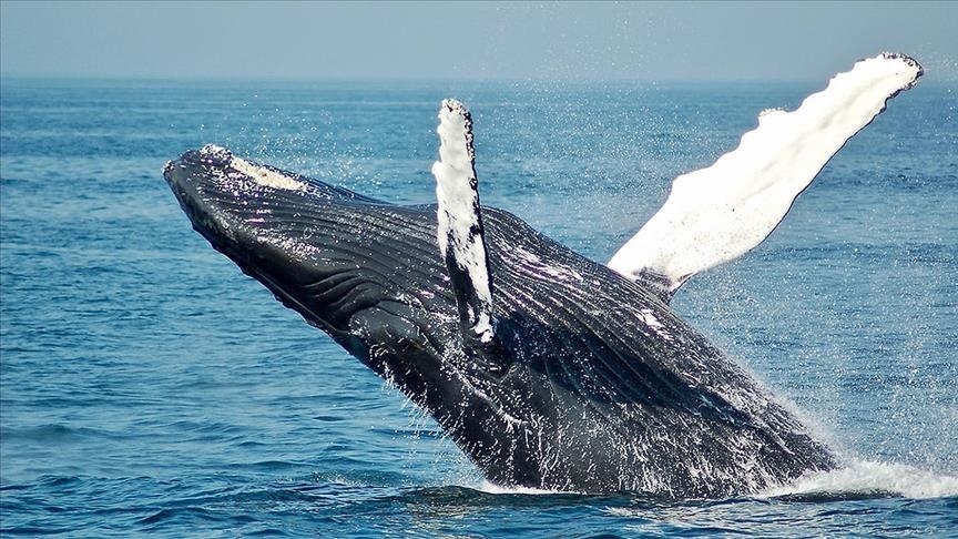 Avistamiento de ballenas en Latinoamérica: una aventura inolvidable.