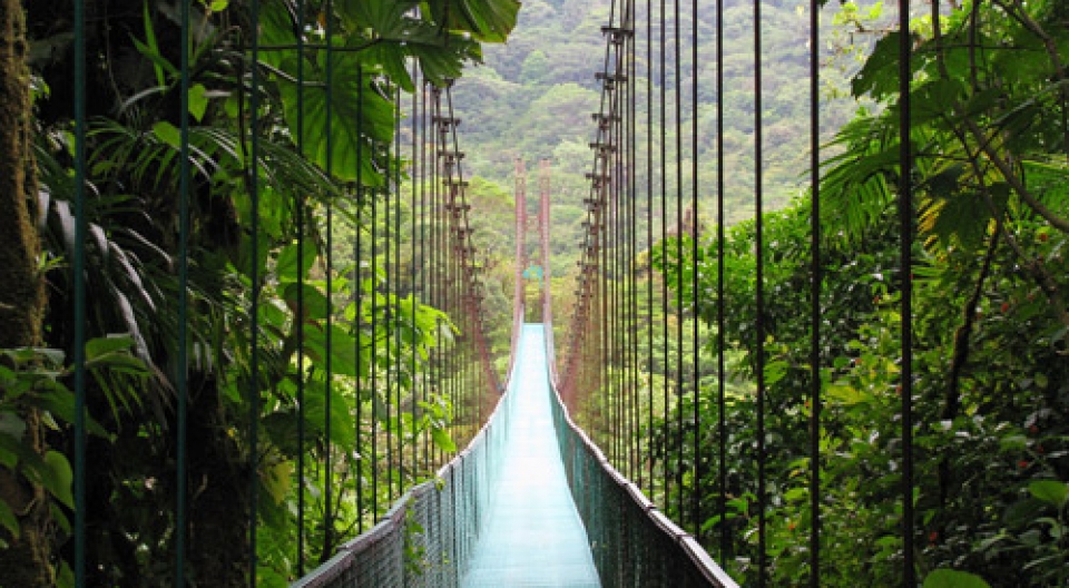 Recorre los senderos colgantes y siente la adrenalina en el bosque nuboso de Monteverde.